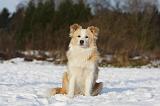 BORDER COLLIE 1197